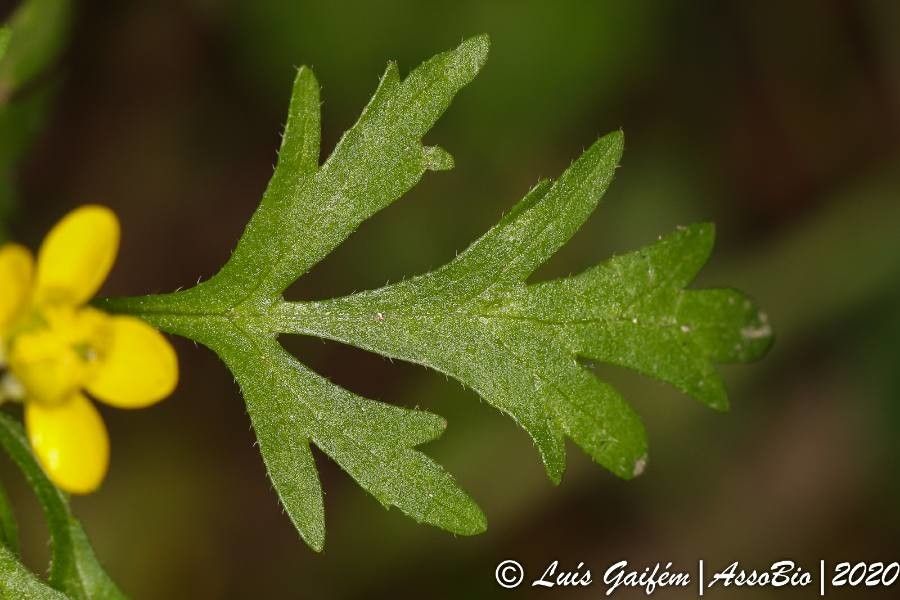 Ranunculus trilobus leaf