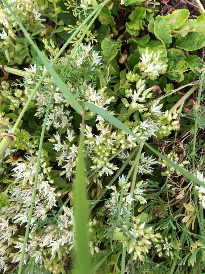 Sedum ternatum flower