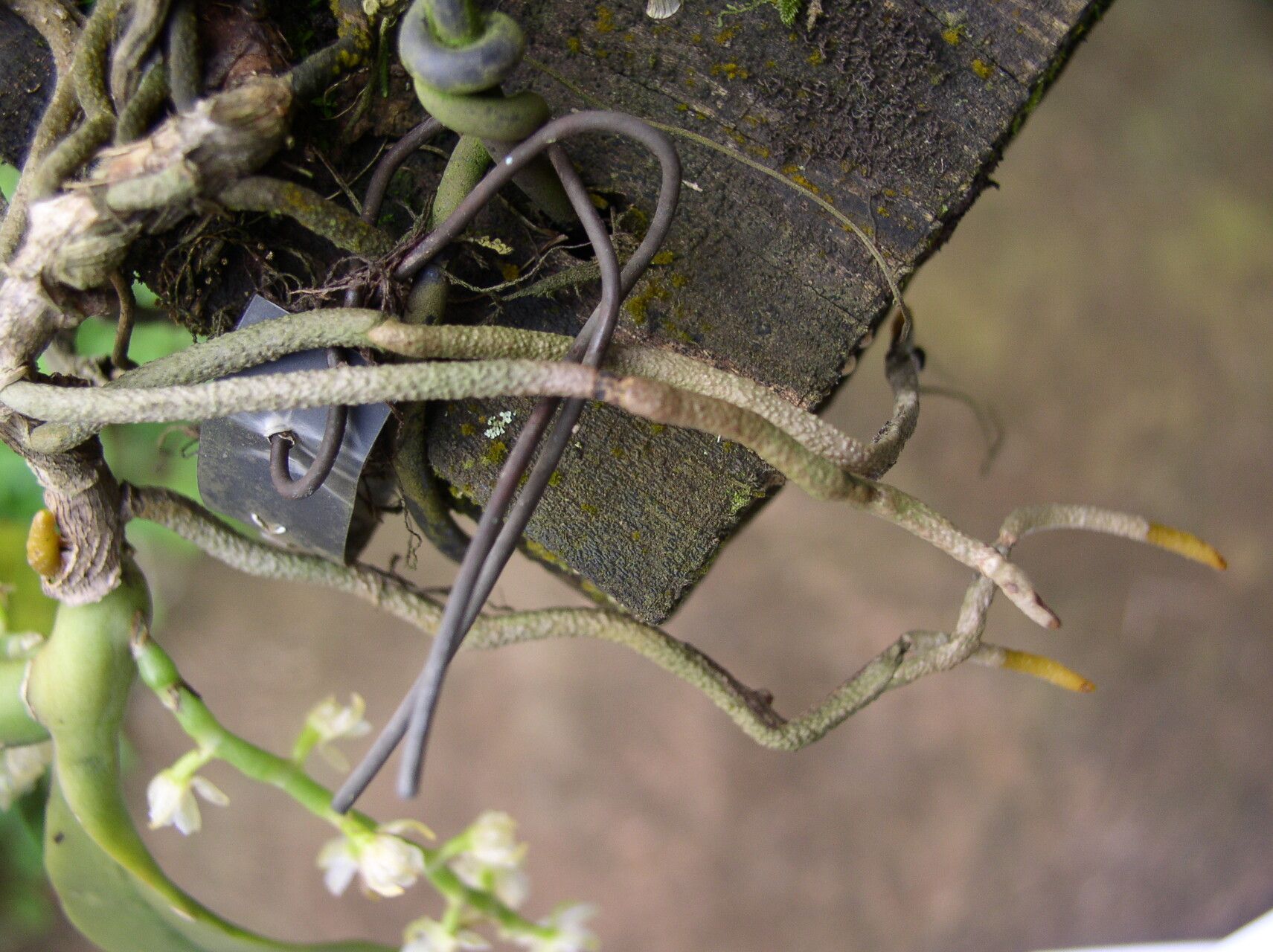 Diaphananthe suborbicularis other