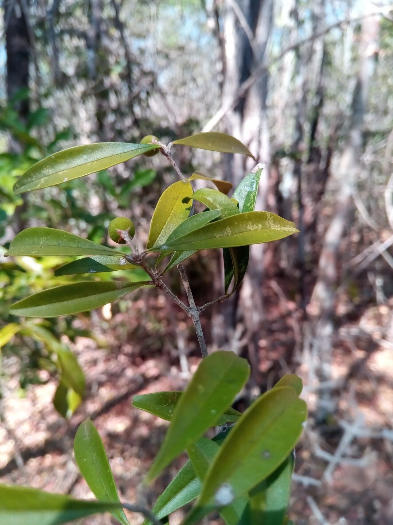 Noronhia alleizettei fruit