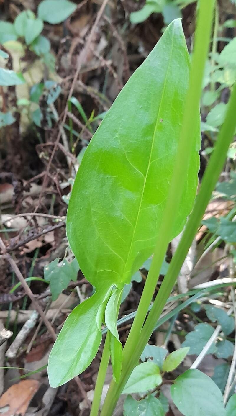 Spathicarpa hastifolia — houseplant care guide