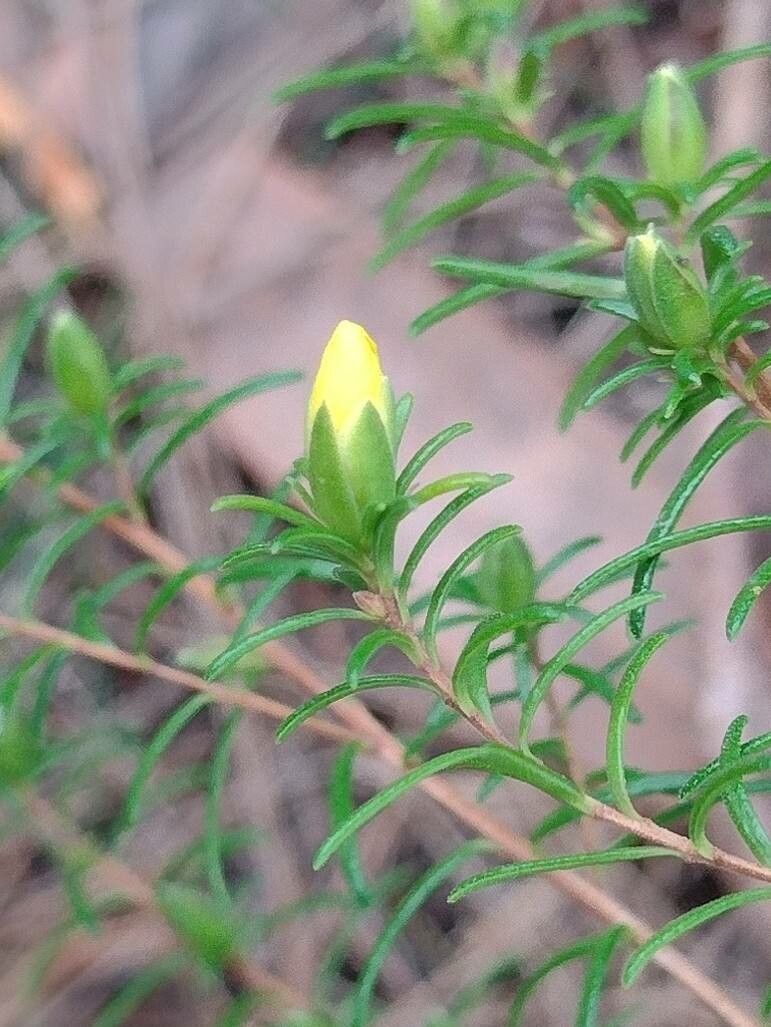 Hibbertia stricta flower