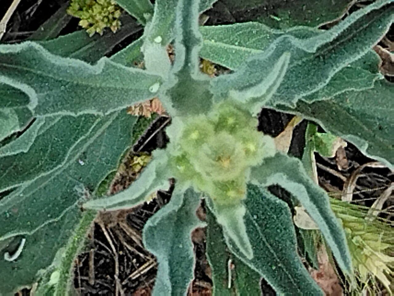 Andryala integrifolia fruit