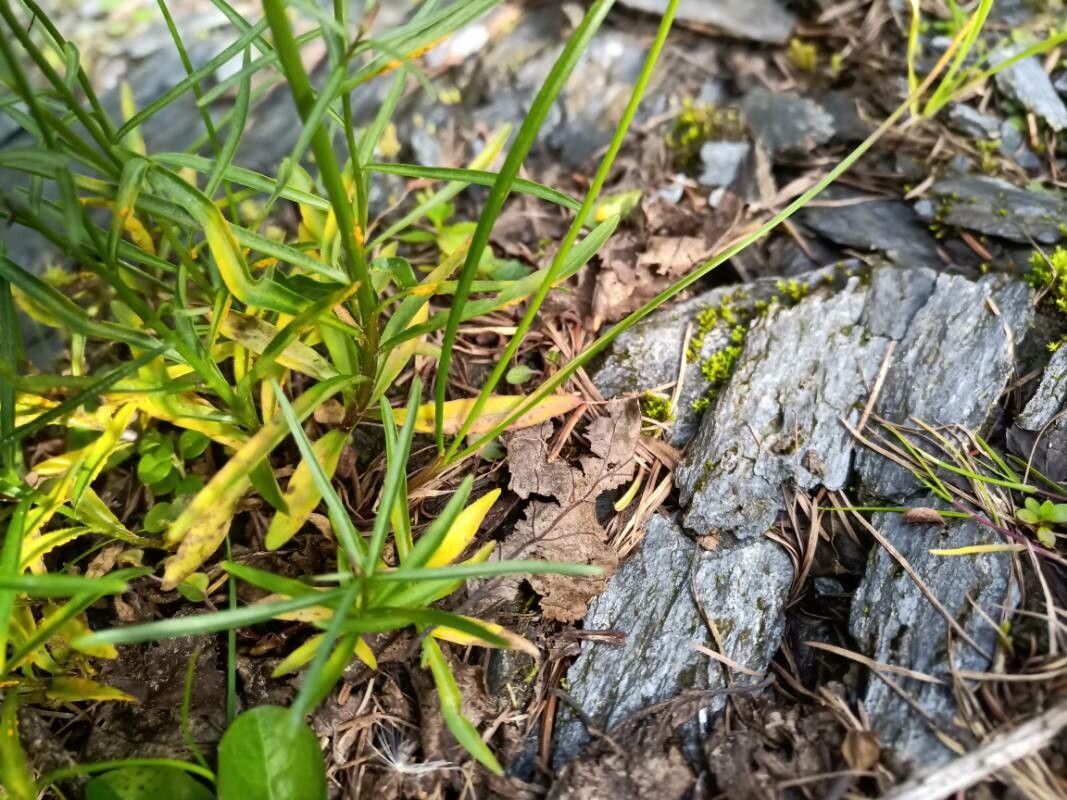 Campanula giesekiana — houseplant care guide