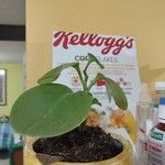 Peperomia magnoliifolia