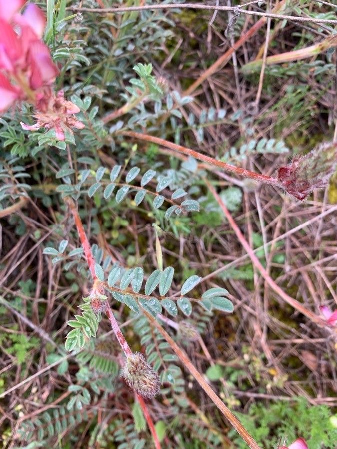 Onobrychis argentea — search result for 'Onobrychis'