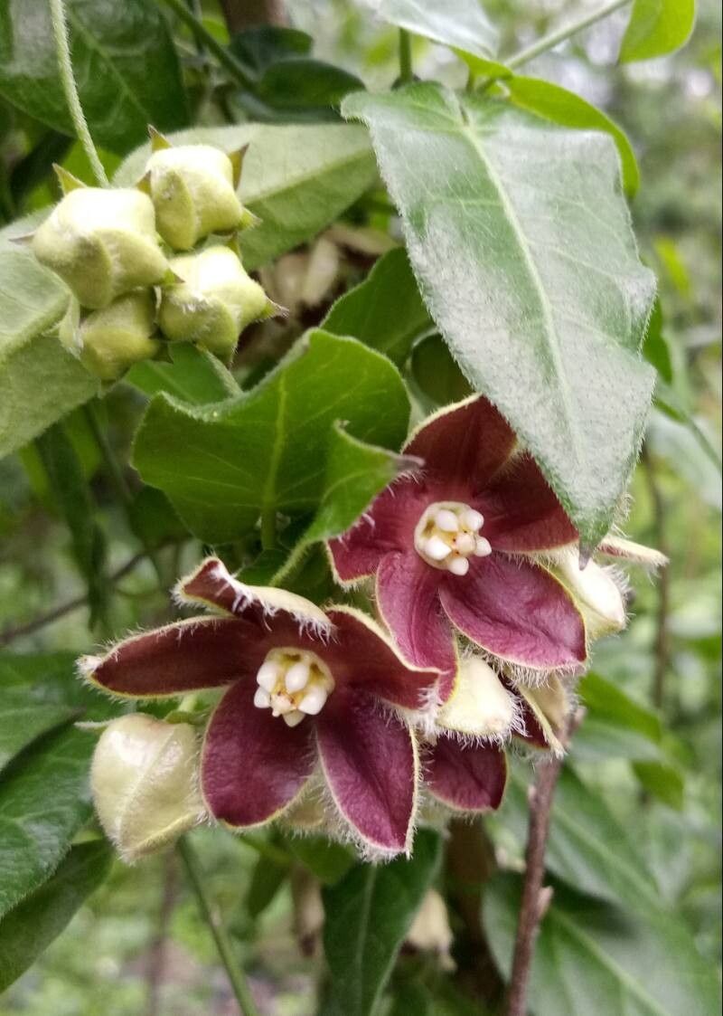 Funastrum elegans — related species from the same genus