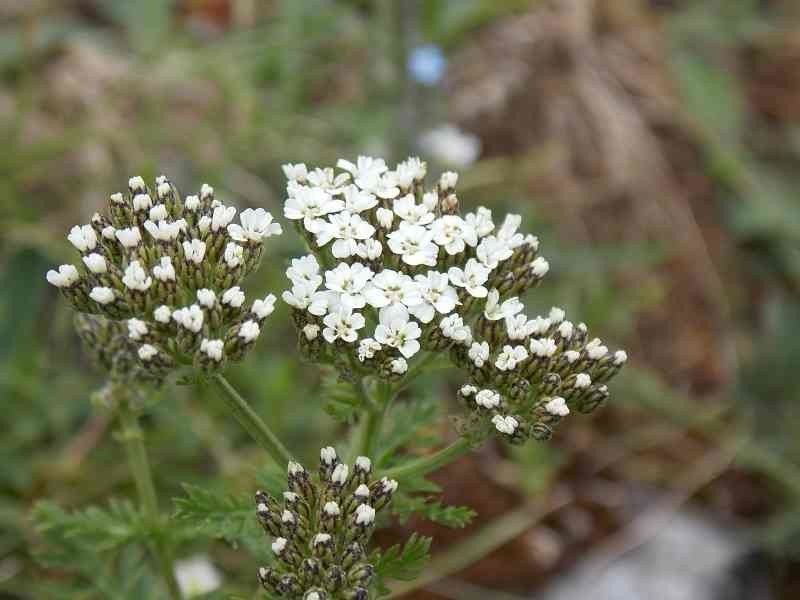 Achillea tenorei flower