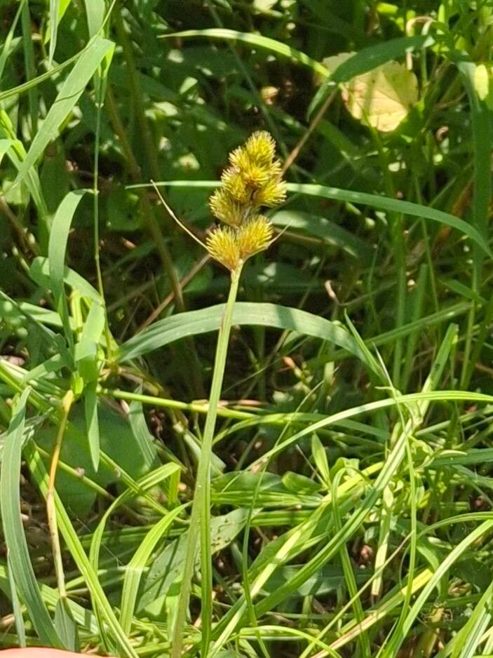 Carex cumulata — houseplant care guide