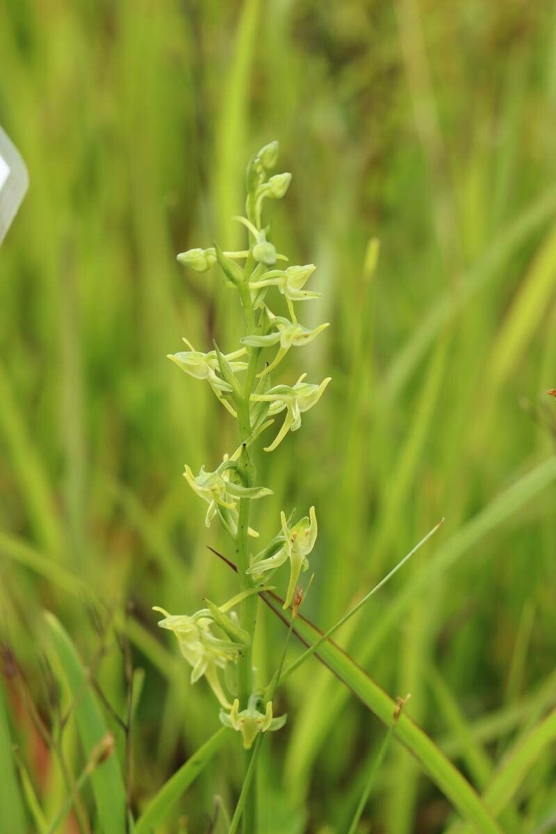 Platanthera minor — search result for 'Platanthera'