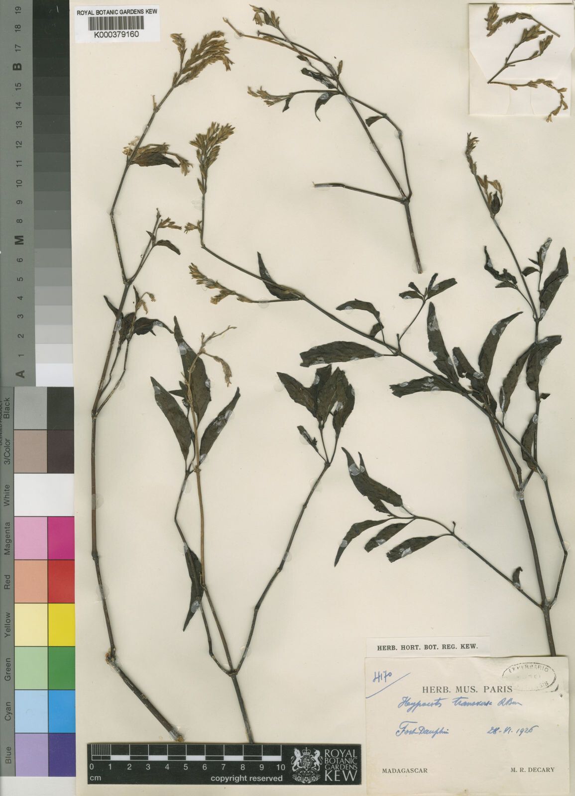 Hypoestes teucrioides — houseplant care guide