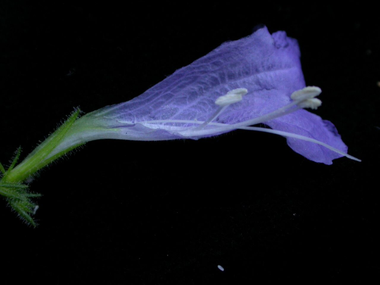 Strobilanthes violifolia flower