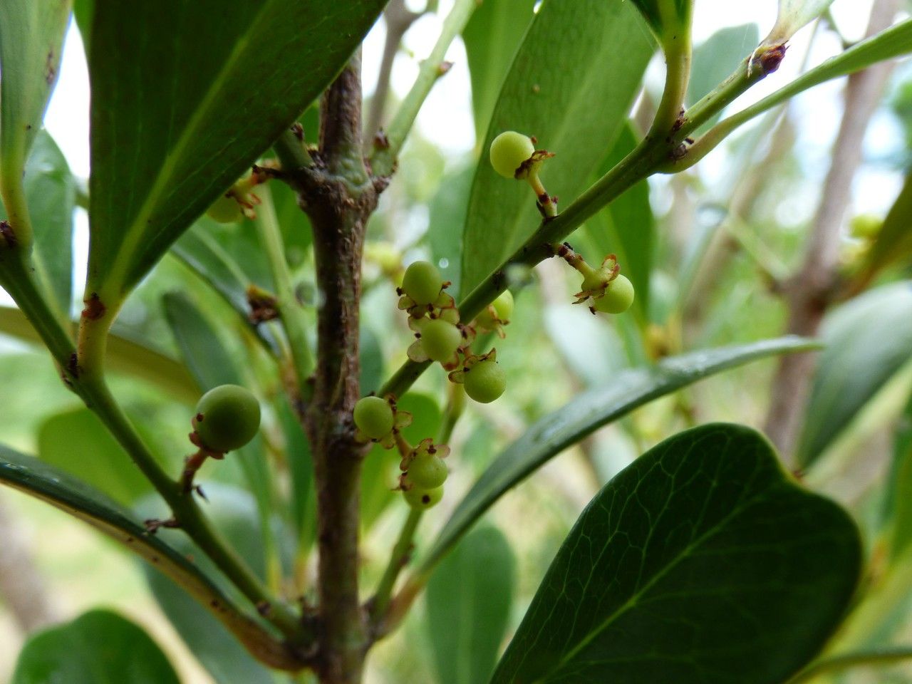 Pleurostylia pachyphloea fruit