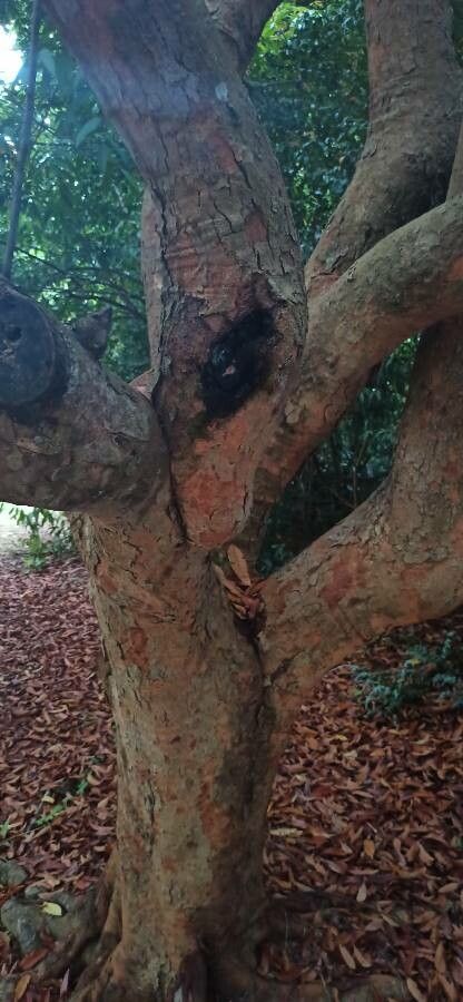 Amesiodendron chinense bark
