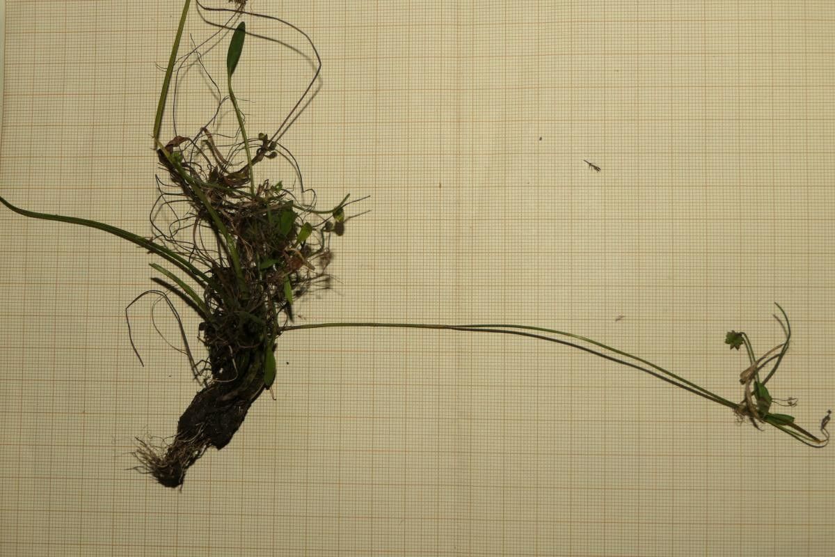 Baldellia repens habit