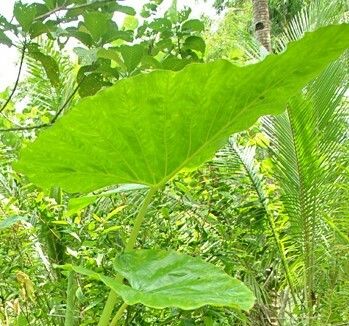 Xanthosoma undipes — search result for 'Xanthosoma'