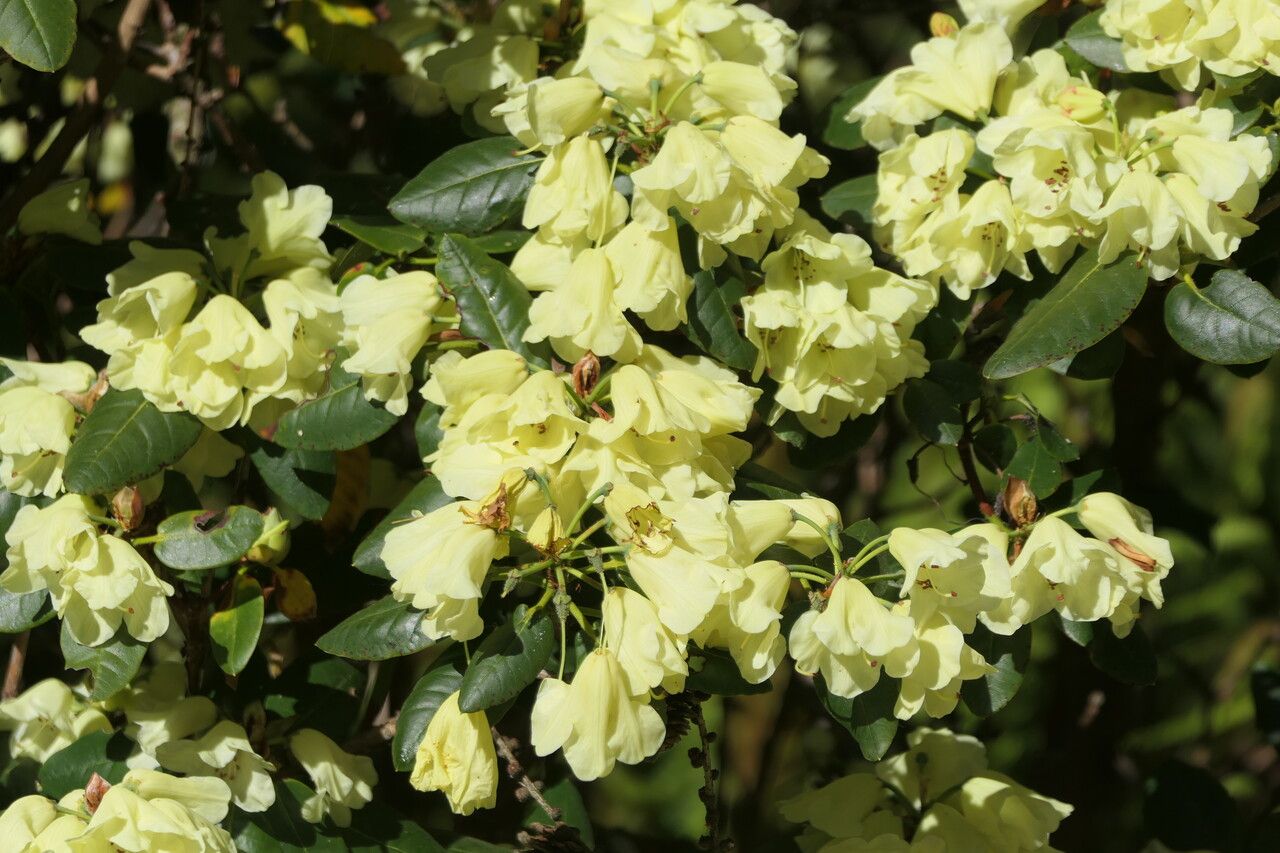 Rhododendron campylocarpum flower