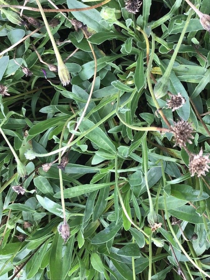 Osteospermum jucundum — search result for 'Ireland'