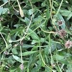 Osteospermum jucundum