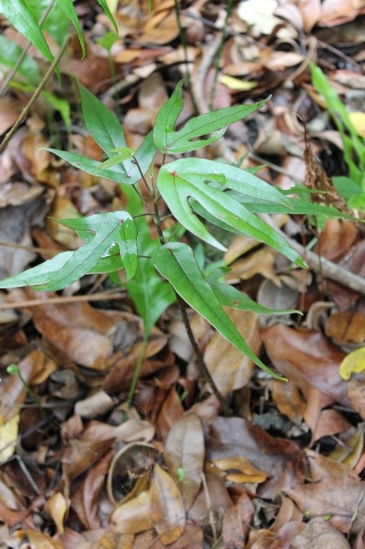 Hernandia mascarenensis habit