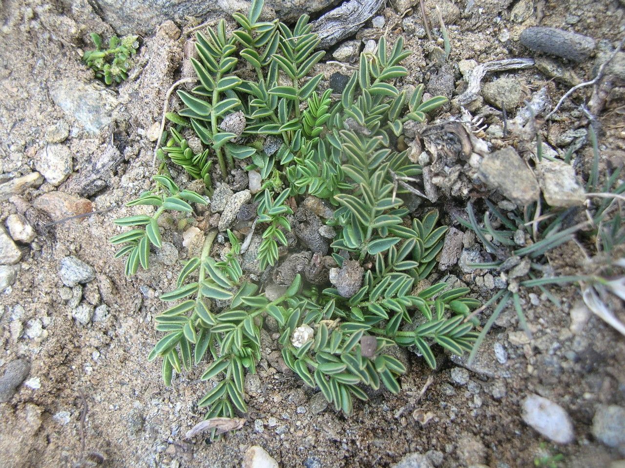 Astragalus uniflorus — houseplant care guide