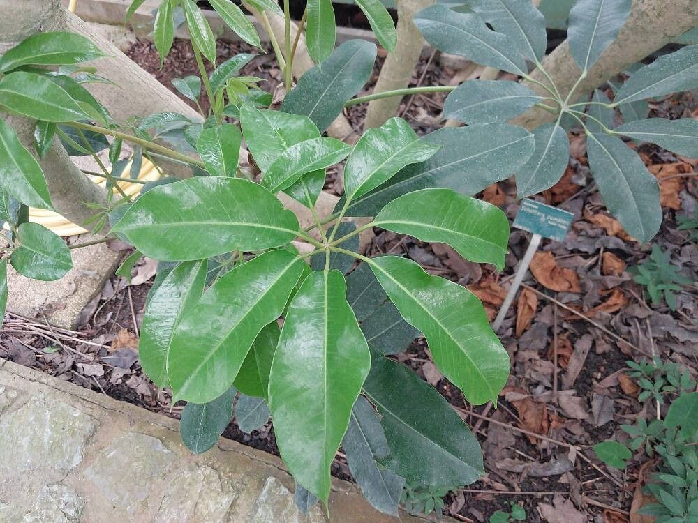 Heptapleurum calyptratum — search result for 'Heptapleurum'