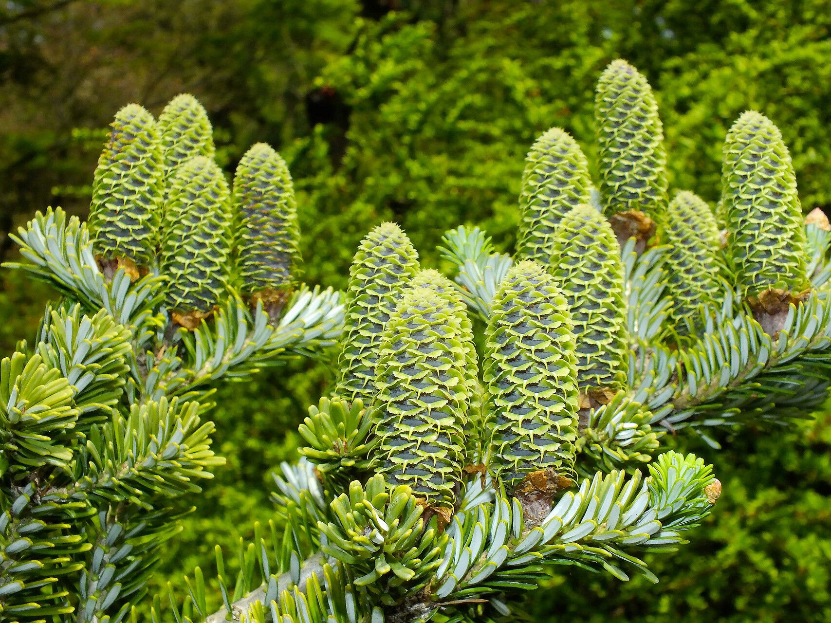 Abies × arnoldiana flower