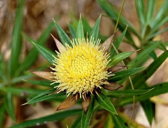 Carlina salicifolia flower
