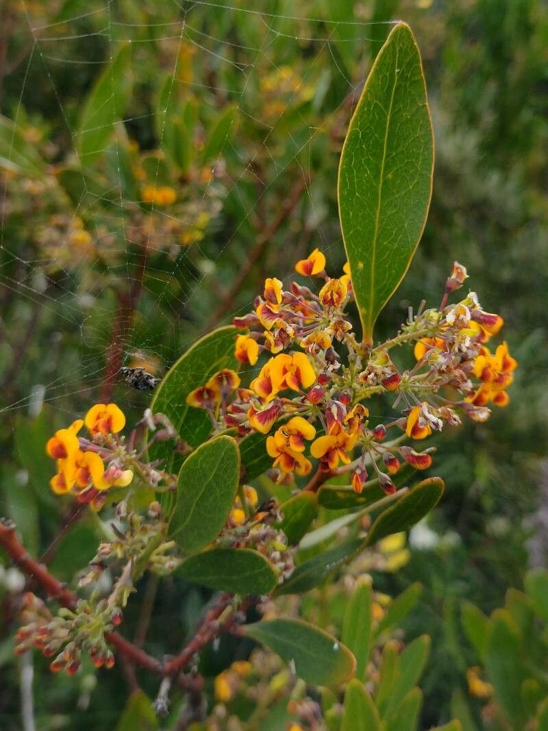 Daviesia corymbosa flower