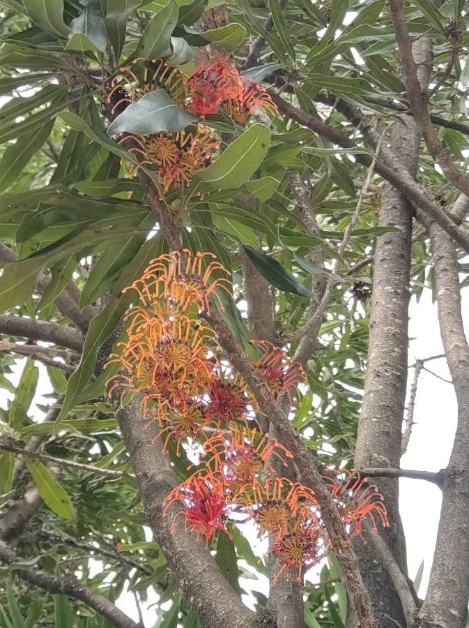 Stenocarpus sinuatus flower