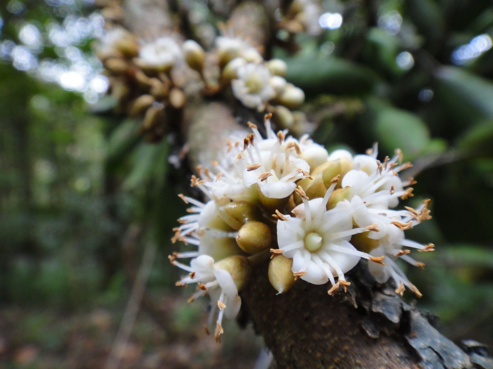 Pycnandra griseosepala flower