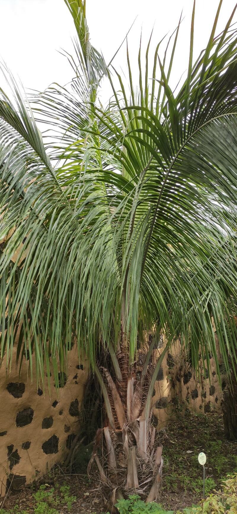 Beccariophoenix madagascariensis habit