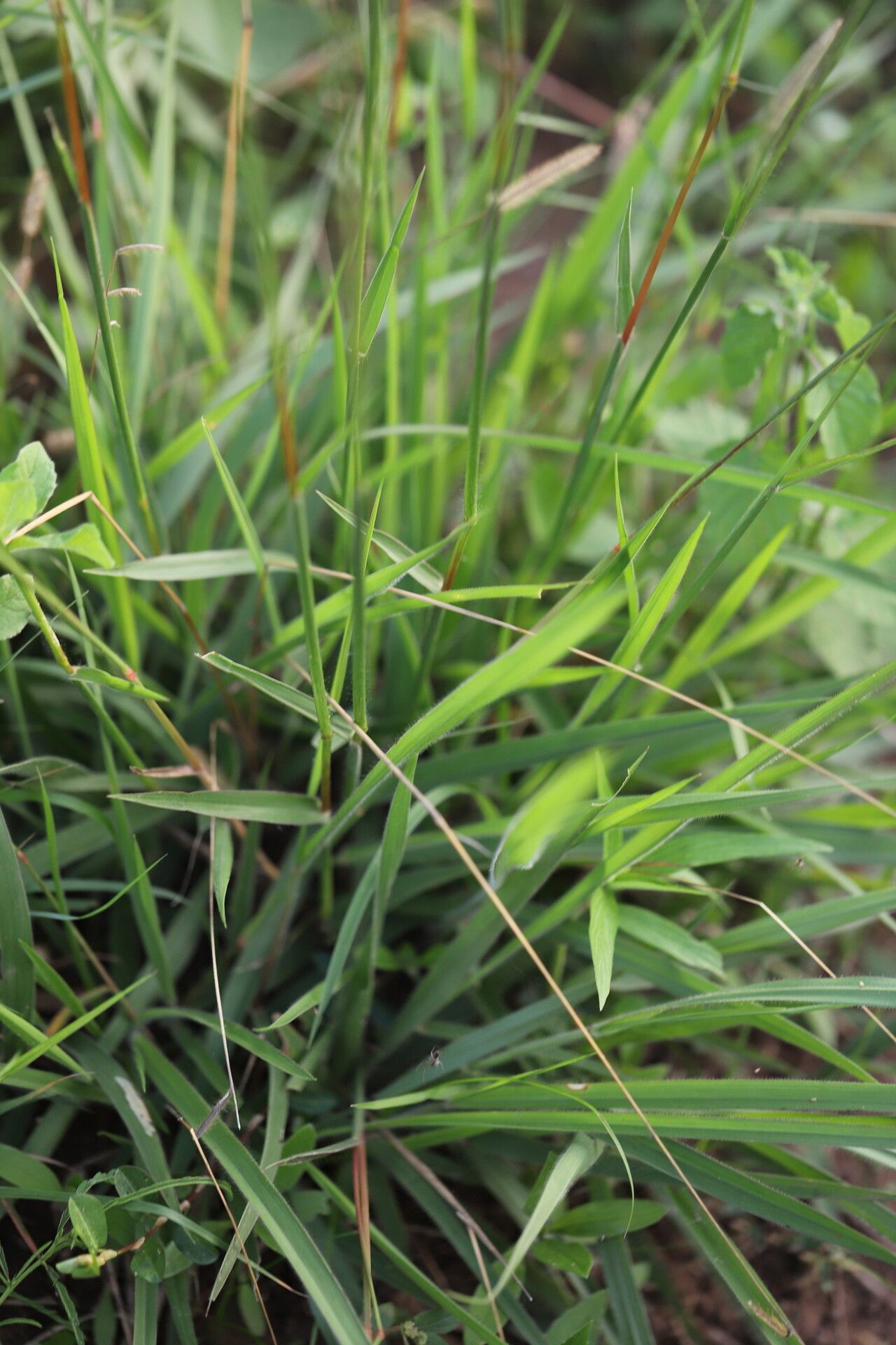 Urochloa jubata — houseplant care guide