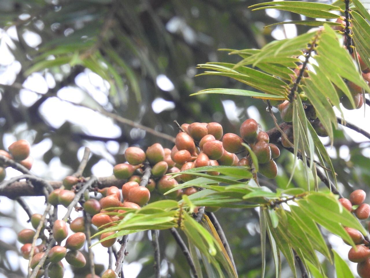 Xylopia discreta fruit