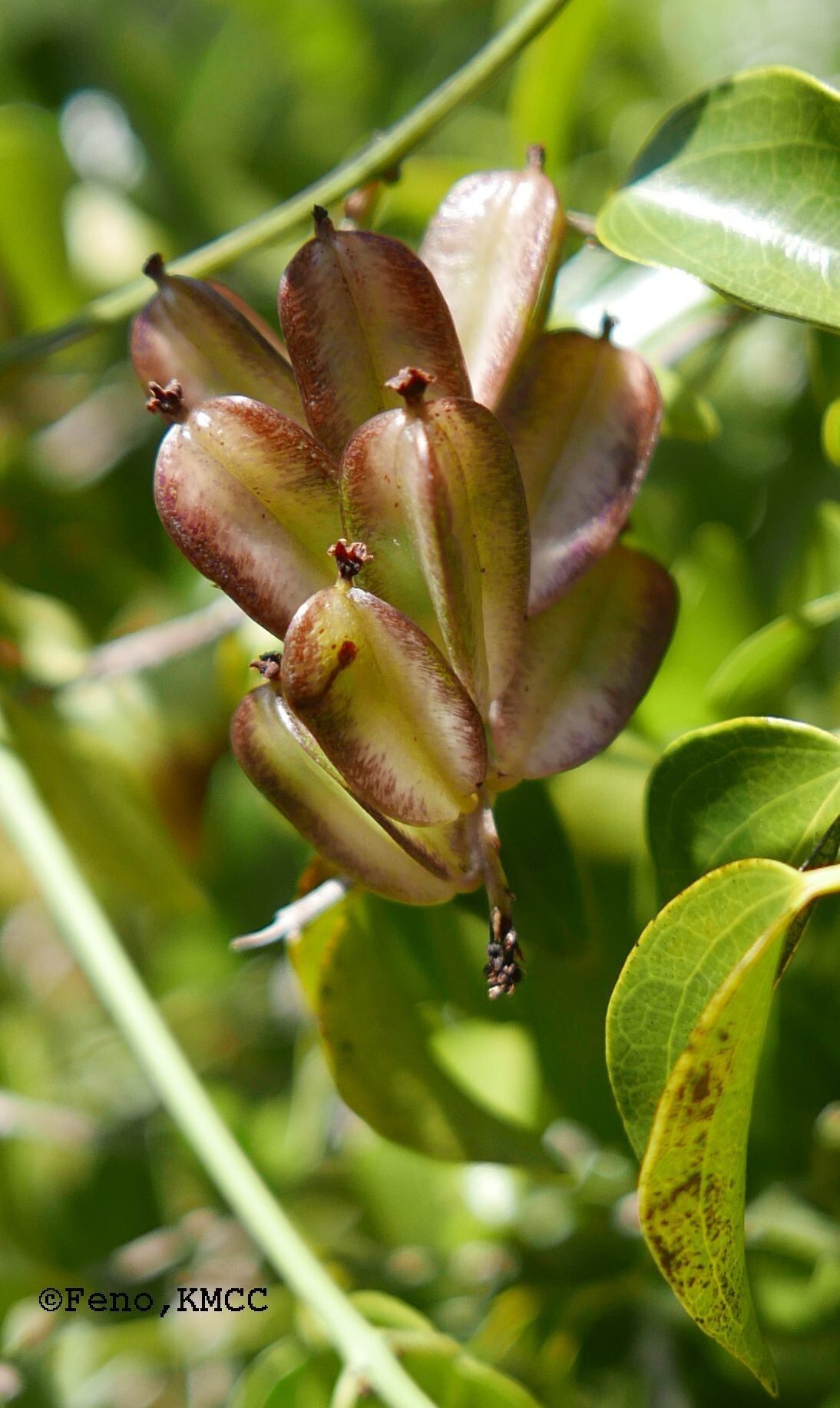 Dioscorea orangeana fruit