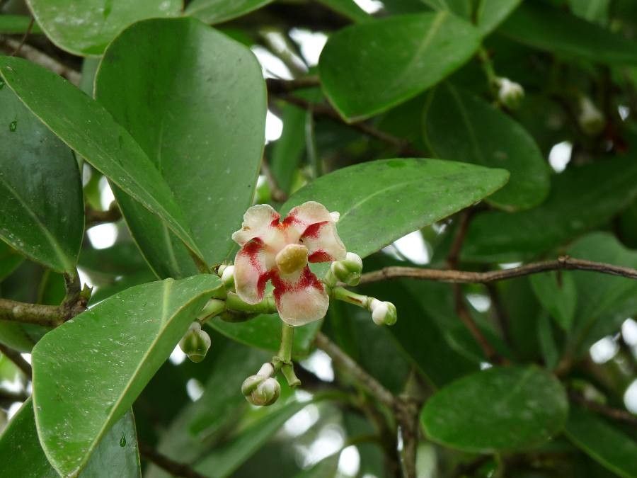 Clusia croatii flower