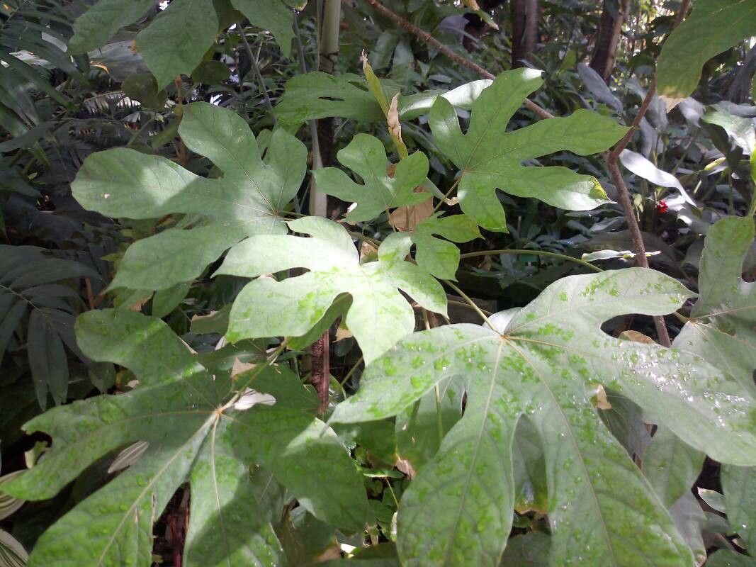 Cola millenii — houseplant care guide