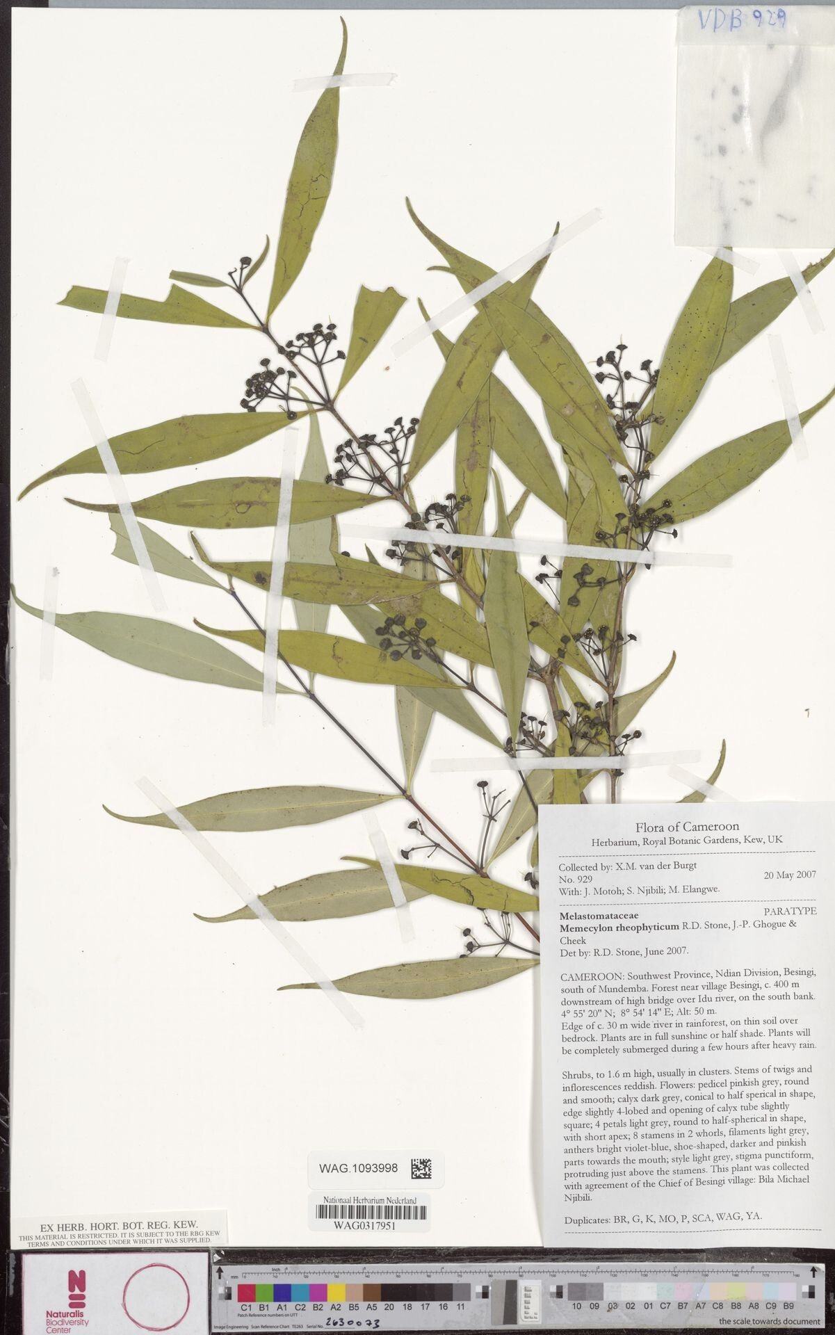 Memecylon rheophyticum — houseplant care guide