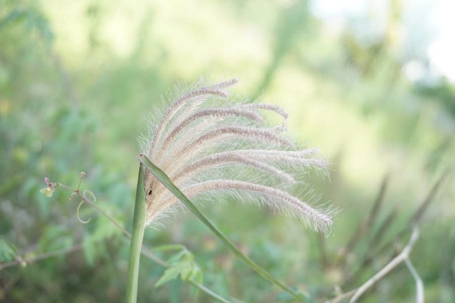 Chloris virgata flower