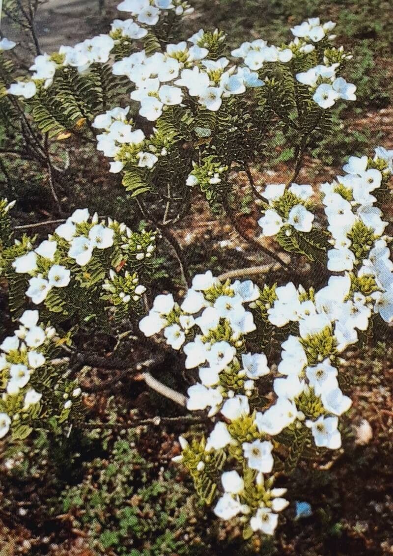 Veronica macrantha — houseplant care guide