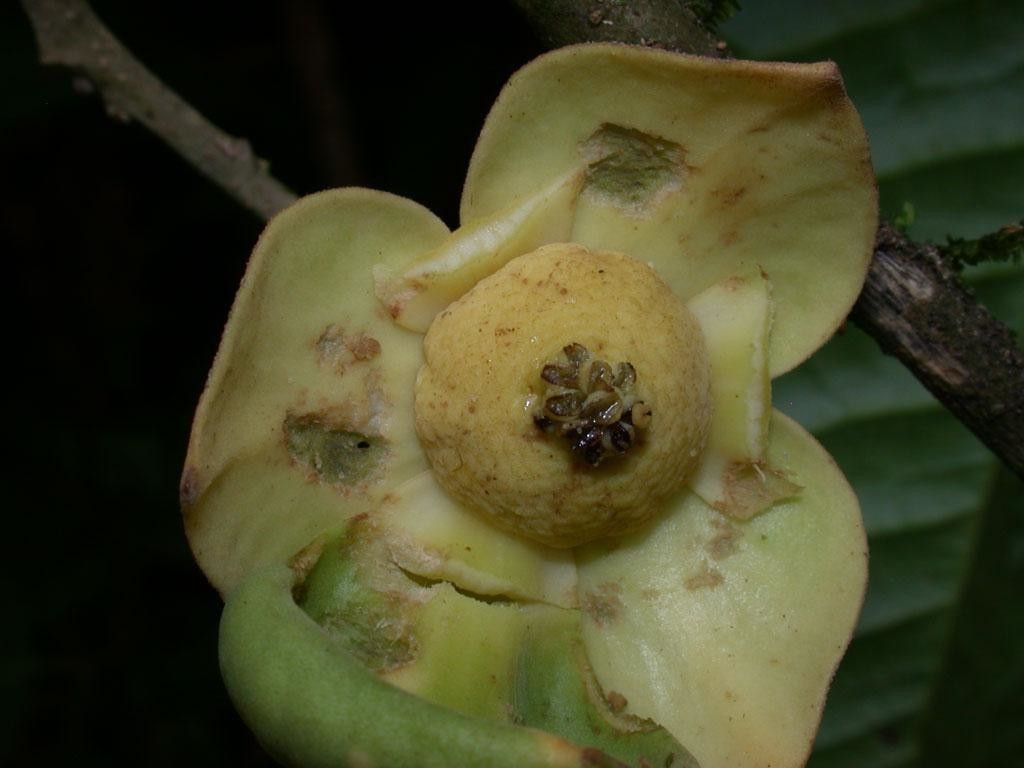 Cymbopetalum torulosum flower