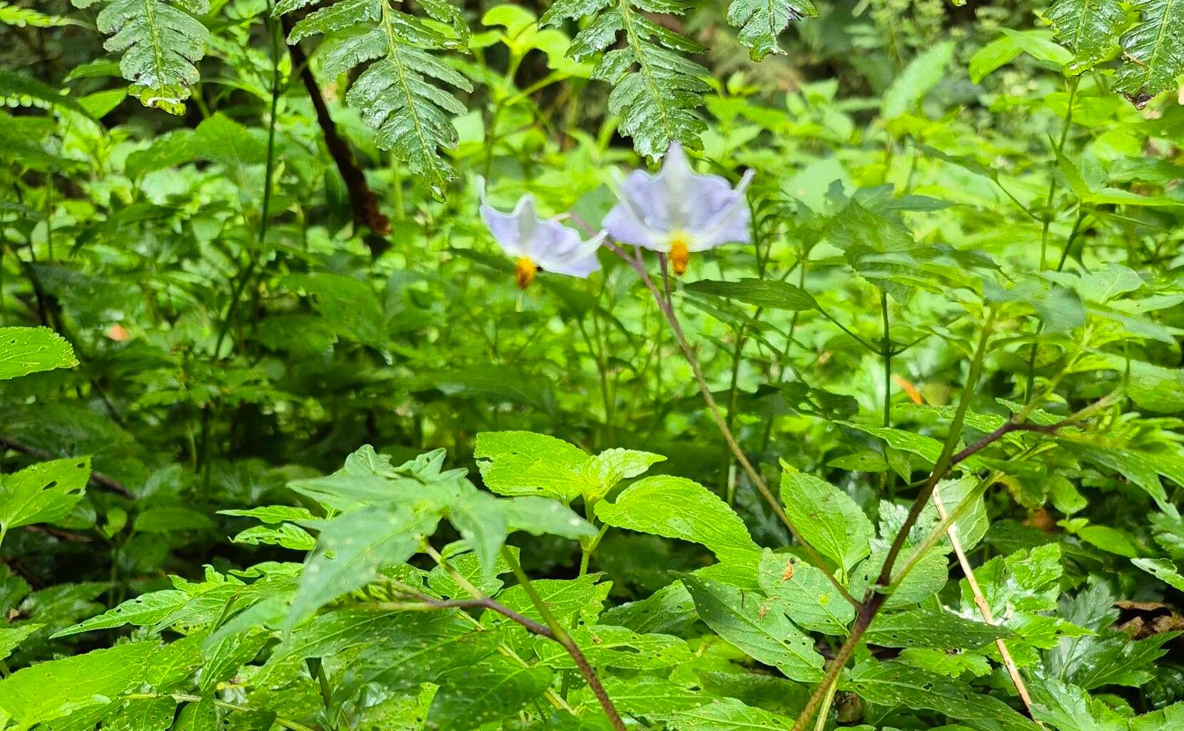 Solanum longiconicum — houseplant care guide