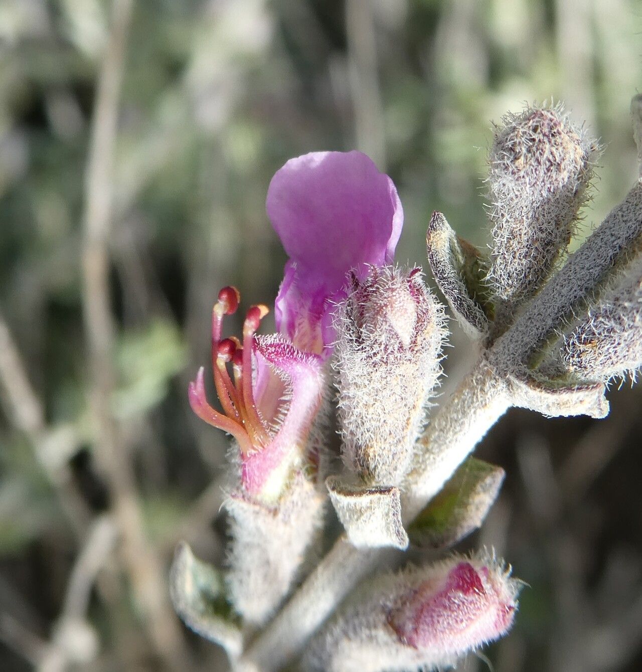 Teucrium subspinosum flower