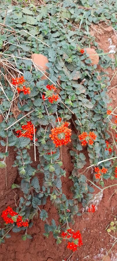 Glandularia tweedieana habit