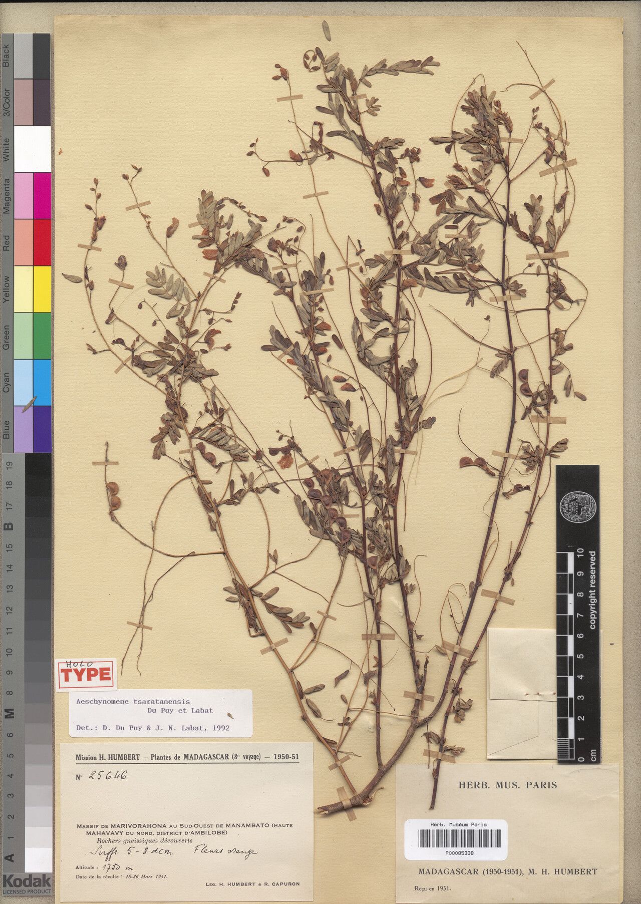 Aeschynomene tsaratanensis — houseplant care guide