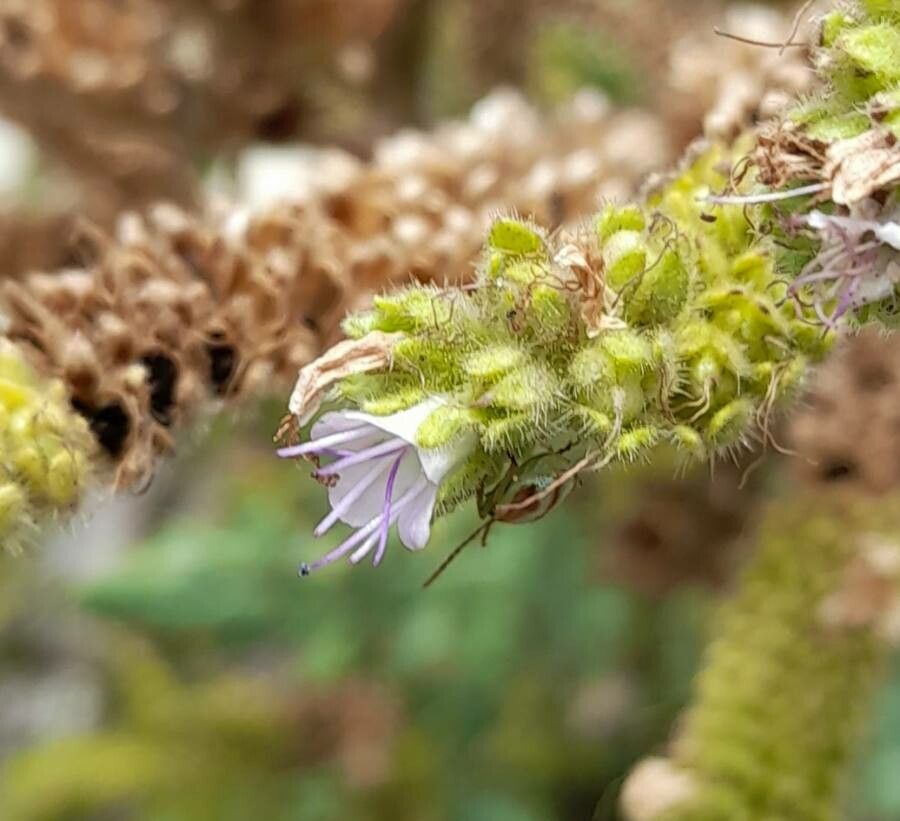 Phacelia artemisioides flower