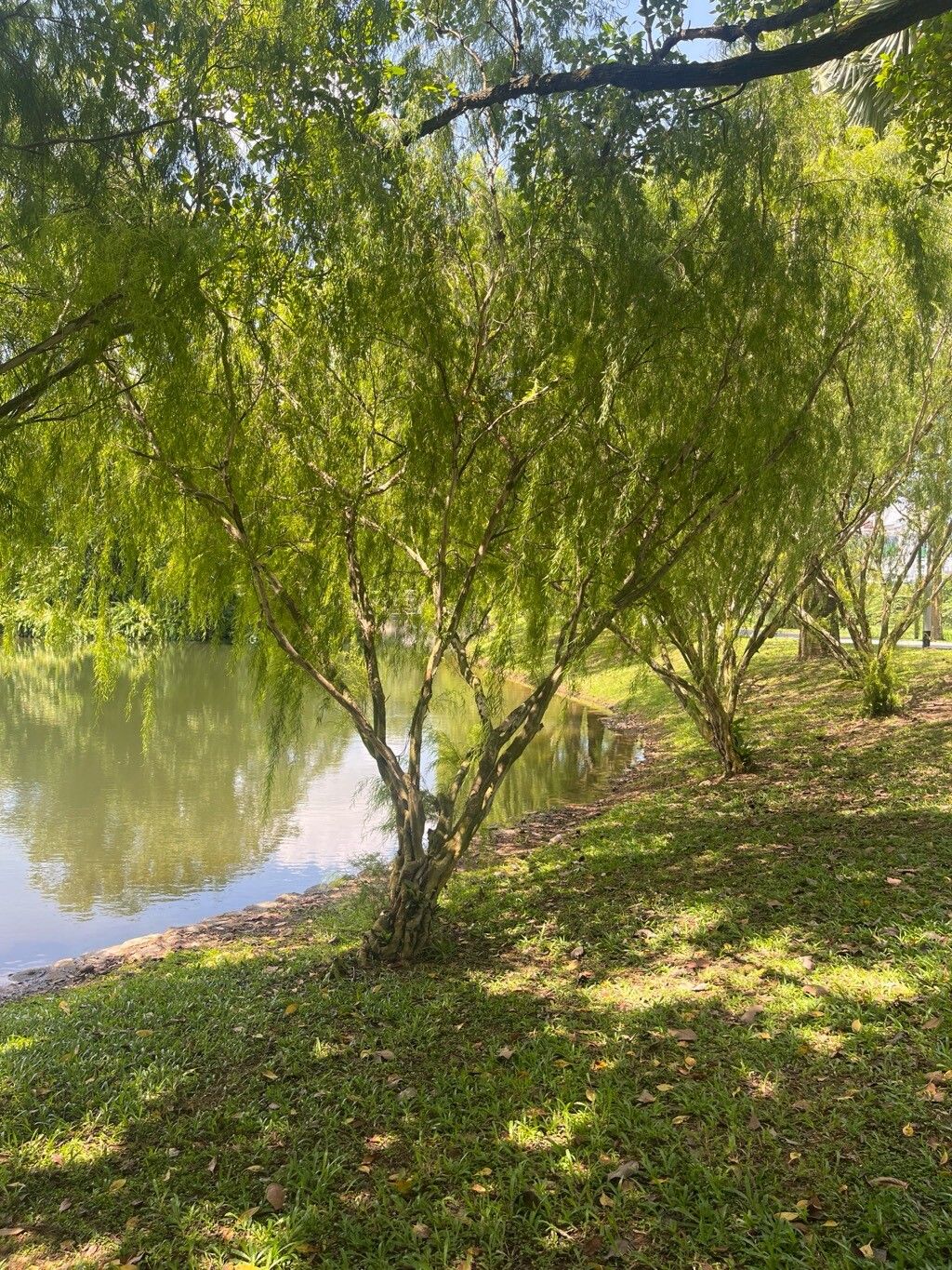 Leptospermum madidum habit