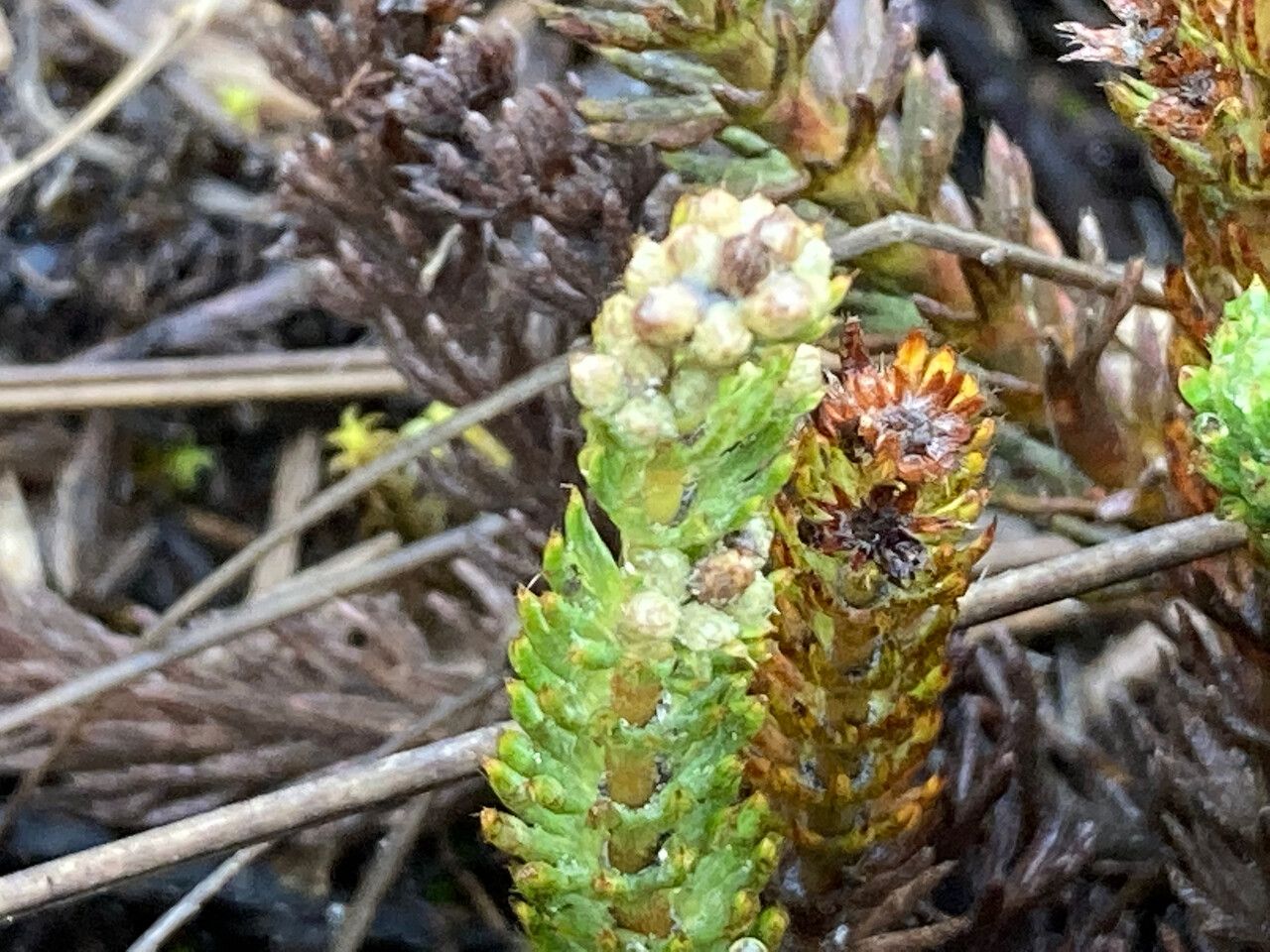 Alchemilla hispidula flower