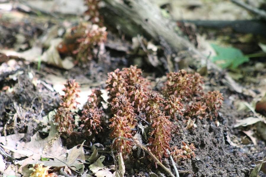 Conopholis americana flower