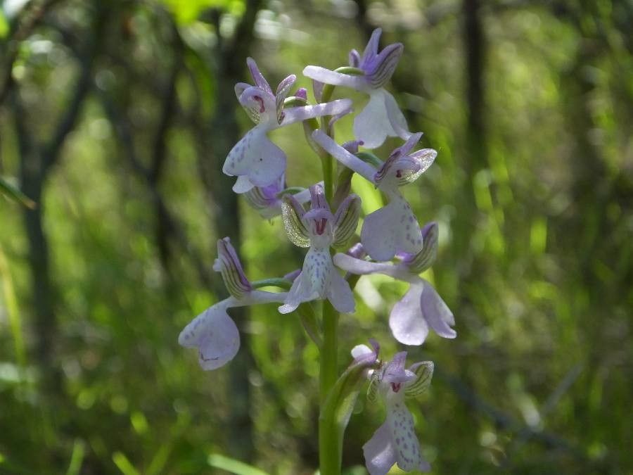 Anacamptis longicornu habit